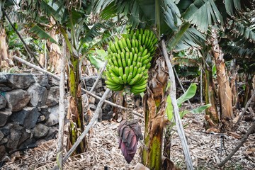 Grappe, régime de bananes aux Canaries sur île de La Palma