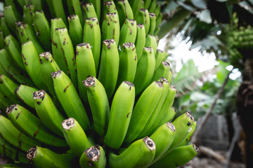 Grappe, régime de bananes aux Canaries sur île de La Palma