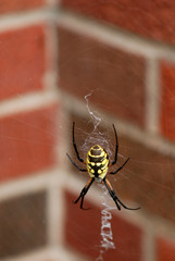  Argiope aurantia