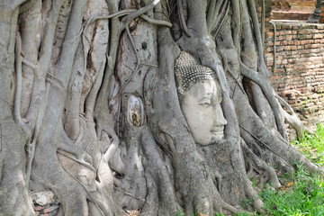Fototapeta na wymiar Sandstone Buddha's Head in The Tree Roots in Thailand