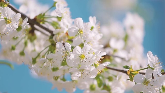 Beautiful spring sunny nature. Closeup view of blooming branches of fruit tree isolated on blue sky background. Real time full hd video footage.