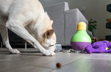 dog eating treats surrounded by toys