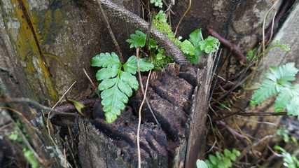 Fototapeta premium green moss on the tree
