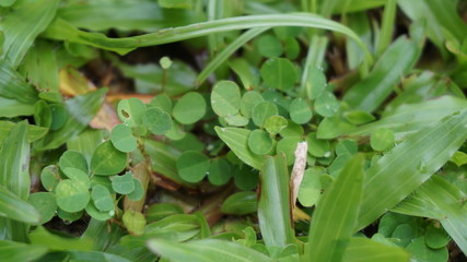 grass in the rain forest