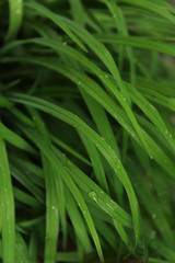 Green leaf texture. Leaf texture background