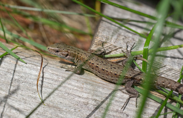 lizard grass summer nature wood green brown reptile 