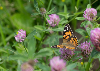 butterfly flower summer clover pink nature 