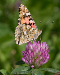 butterfly flower summer clover pink nature 