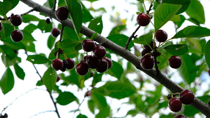 ripe cherry fruits on the branches