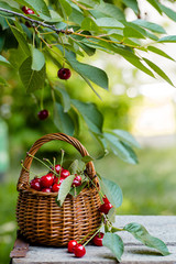 Wicker basket full of red ripe cherry berries on garden wooden table.. Cherries with leaves and...