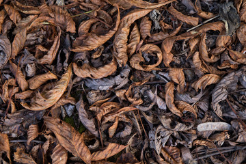 Dry leaves on ground. Gray and brown leaves cover surface of ground is beauty pattern background in forest.