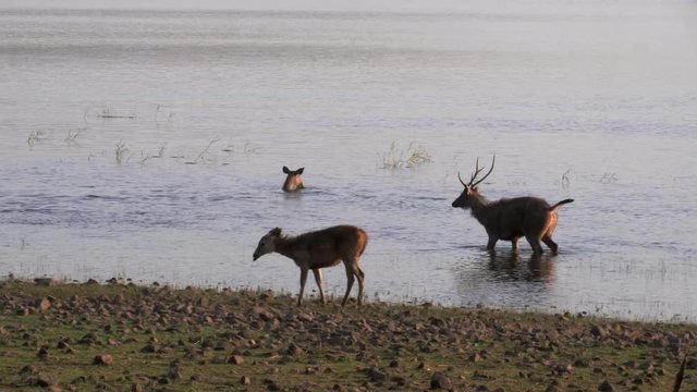 three sambar deer wading in lake tadoba at tadoba andhari tiger reserve in India