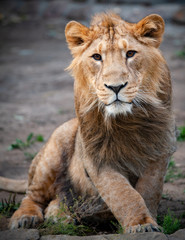 Fototapeta na wymiar Young lion male portrait