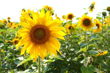 Fototapeta premium growing sunflower on a sunflower field