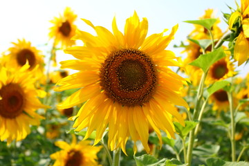 growing sunflower on a sunflower field