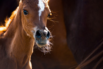 Cute little arabian foal