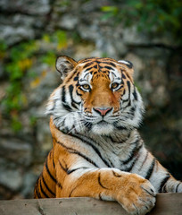 Fototapeta na wymiar Amur tiger looking at camera