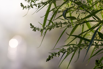 Cannabis plant with seeds on the background of natural bright light.