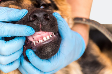 Veterinary doctor in gloves checks in children's milk teeth of a young German shepherd puppy. Dog at the doctor's office. Dental care, brushing of teeth, care animal. isolated. Copy space