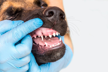 Veterinary doctor in gloves checks in children's milk teeth of a young German shepherd puppy. Dog at the doctor's office. Dental care, brushing of teeth, care animal. isolated. Copy space