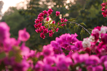 pink flowers in the garden