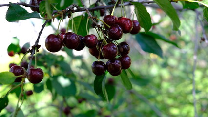 ripe cherry fruits on the branches