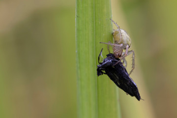 Spider webs are woven to wrap their prey. 