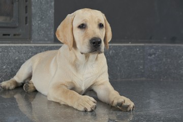 Labrador puppy fawn color indoors. Labrador puppy lies on a gray granite tile on the background of the fireplace. Young four-month 