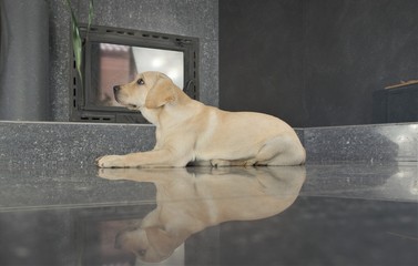 Labrador puppy fawn color indoors. Labrador puppy lies on a gray granite tile on the background of the fireplace. Young four-month 