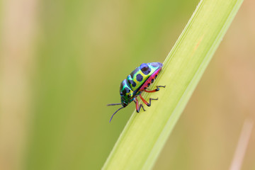 Jewel bug (Chrysocoris stollii) Beetle, Shield bug which belong to the Scutelleridae family and are actually true bug.They are often brilliantly colored, exhibiting a wide range of iridescent metallic