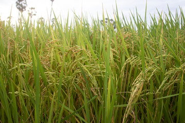 Close up of paddy rice plant. Agriculture season of Thailand 