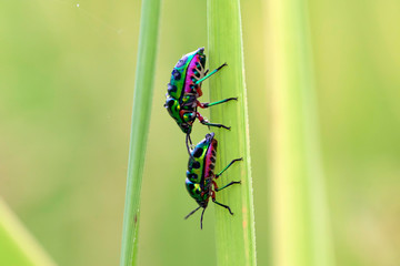 Jewel bug (Chrysocoris stollii) Beetle, Shield bug which belong to the Scutelleridae family and are actually true bug.They are often brilliantly colored, exhibiting a wide range of iridescent metallic