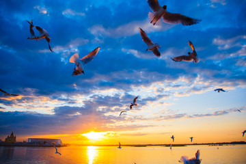Seagulls at sunset, colorful sunset over the water and a lot of seagulls
