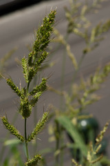 wild plant on the side of the road
