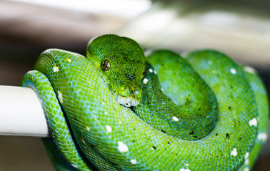 The green tree python (morelia viridis). Exotic animals in the artificial habitat. A cold blooded animal in the terrarium.