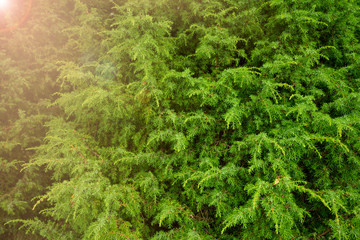 Background of Christmas Tree branches