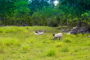 Fototapeta premium Domestic Sheeps relaxing in open farm in green peaceful atmosphear summertime in Sweden island