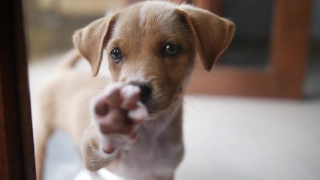 A beige, brown and white rescued street female puppy in Bali, Indonesia is touching the glass window, trying to get through.