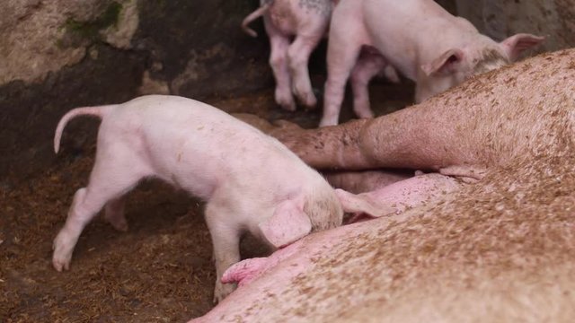 Young piglets are feeding milk from their mother, laying down in a dirty pig pen. On a farm in rural Bali, Indonesia.