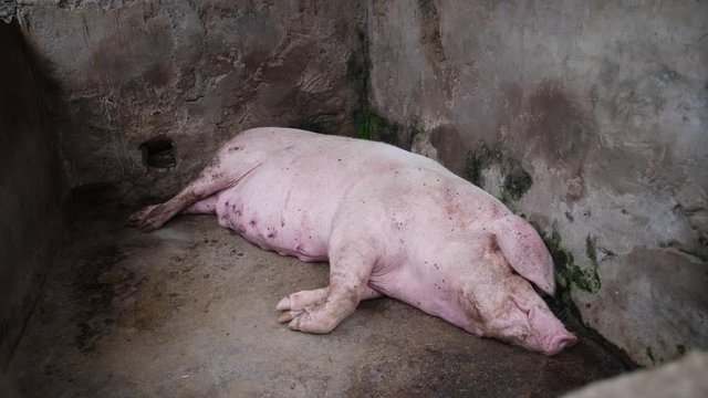 A single sow is lying down in her pig pen, resting peacefully and quietly by herself alone. Farmyard in Bali, Indonesia.