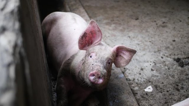 Two young pigs lying down peacefully and quietly in their pig pen. Bali, Indonesia.