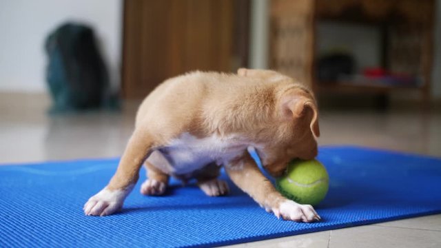 A beige, brown and white rescued street female puppy in Bali, Indonesia is playing with a tennis ball on the floor inside alone on a blue yoga mat. SLOW MOTION.