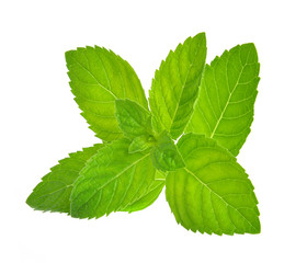 Fresh mint leafs isolated on a white background