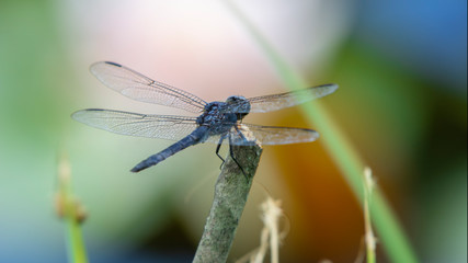 A dragonfly sits on a twig at Kenilworth Aquatic Gardens in Washington, DC.