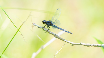 A dragonfly sits on a twig at Kenilworth Aquatic Gardens in Washington, DC.