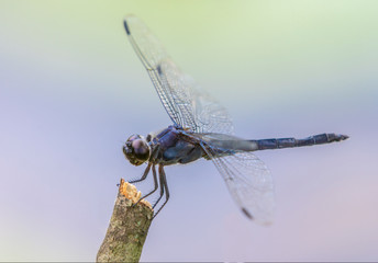 A dragonfly sits on a twig at Kenilworth Aquatic Gardens in Washington, DC.
