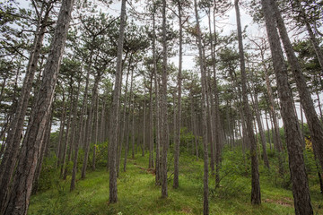 green forest in summer time