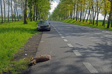 Wildschaden