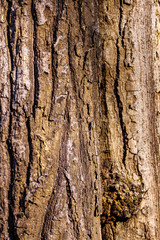 Fototapeta premium Tree bark