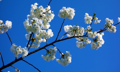 White Spring blossom against a blue sky.